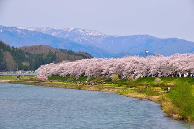 🌸 히노키나이가와 강변 녹지 공원(히노키나이가와 카센 료쿠치 코엔)